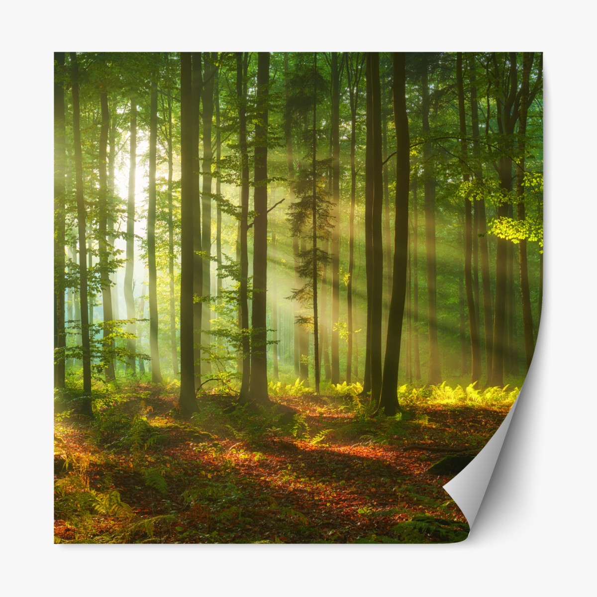 Repositionierbarer Aufkleber morgendliches licht im grünen wald – Wallnifity®