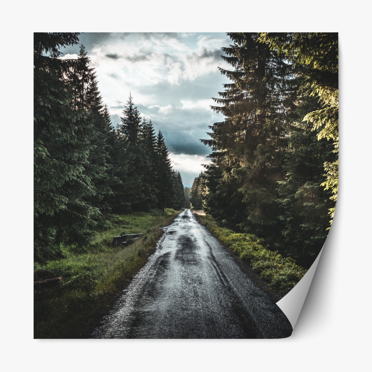 Repositionierbarer Aufkleber waldweg durch neblige kiefern – Wallnifity®