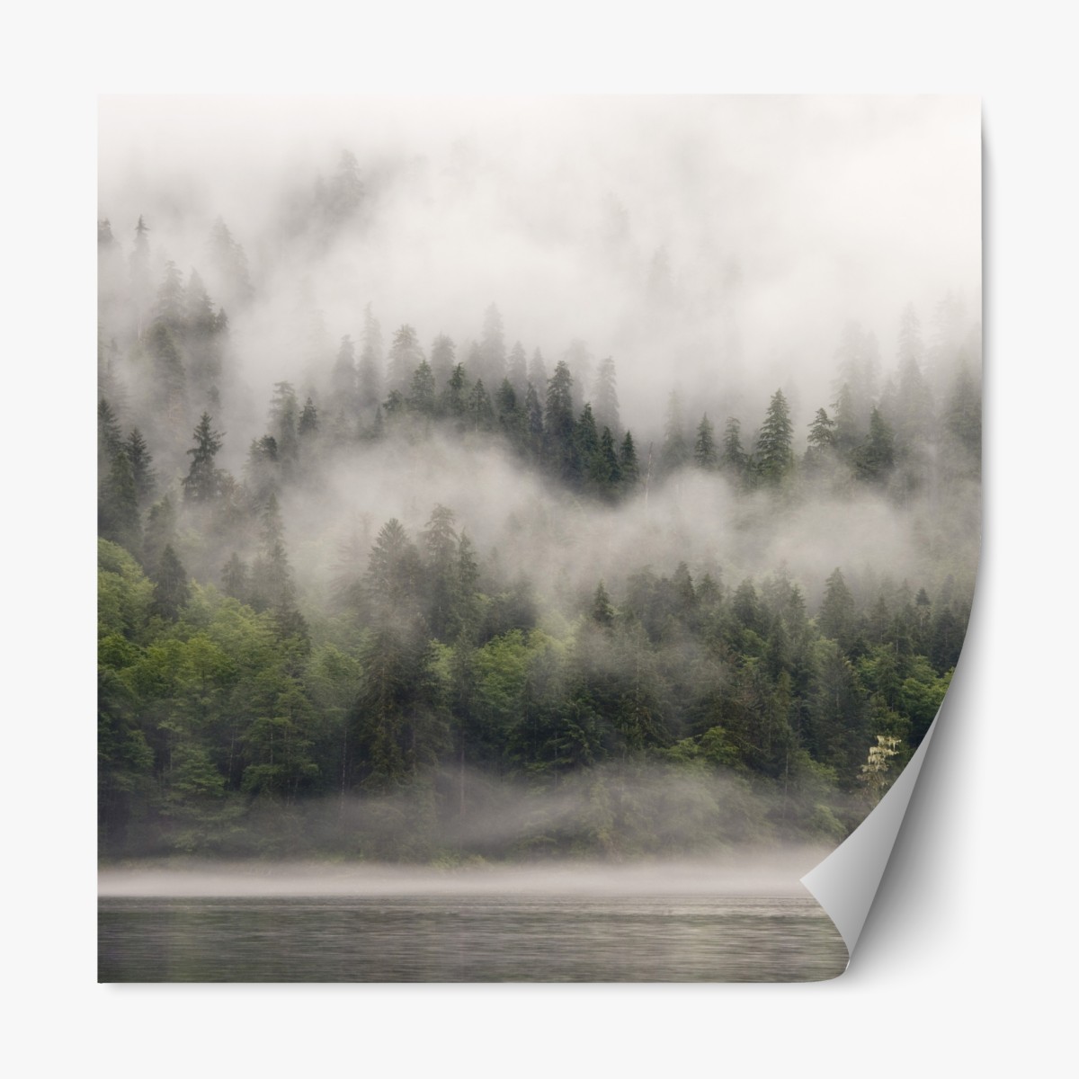 Repositionierbarer Aufkleber nebliger küstenwald, British Columbia – Wallnifity®