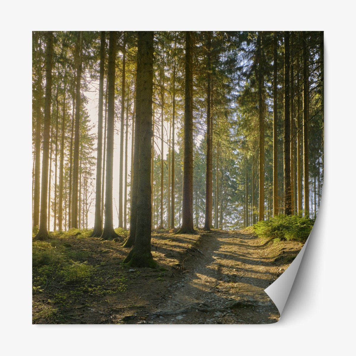 Repositionierbarer Aufkleber sonniger waldweg im morgenlicht – Wallnifity®