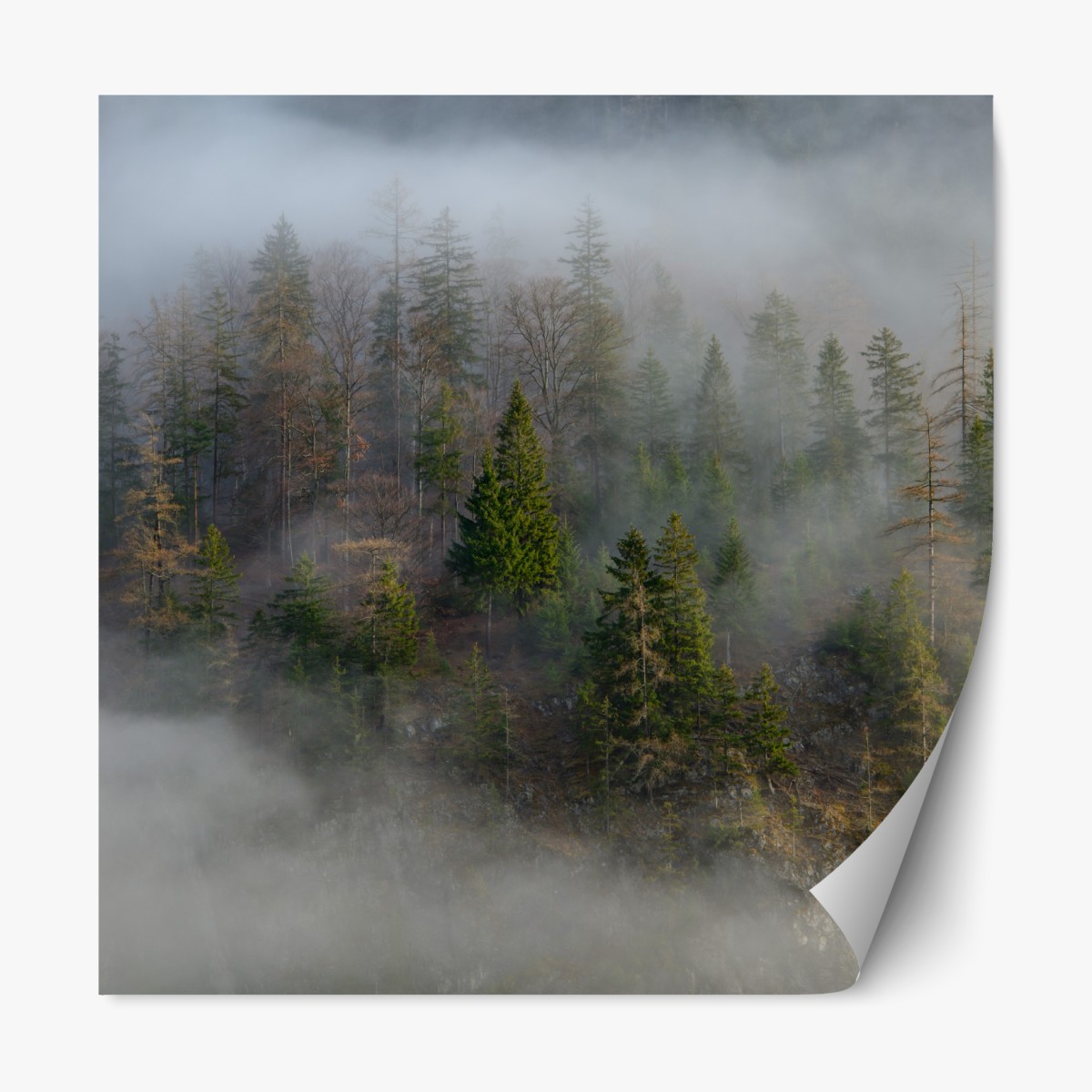 Repositionierbarer Aufkleber nebliger bergwald – Wallnifity®
