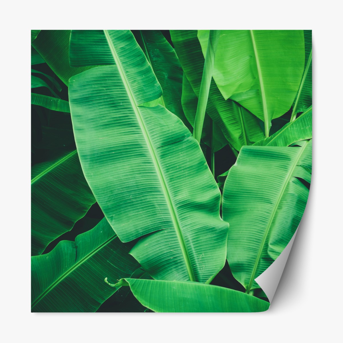 Repositionierbarer Aufkleber tropische bananenblätter – Wallnifity®