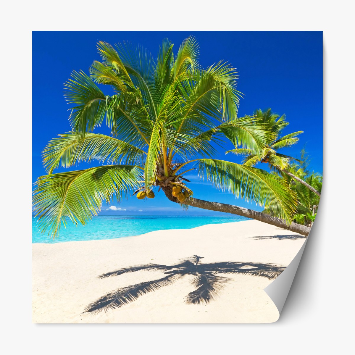 Repositionierbarer Aufkleber Andamansee tropischer strand mit geneigter palme – Wallnifity®