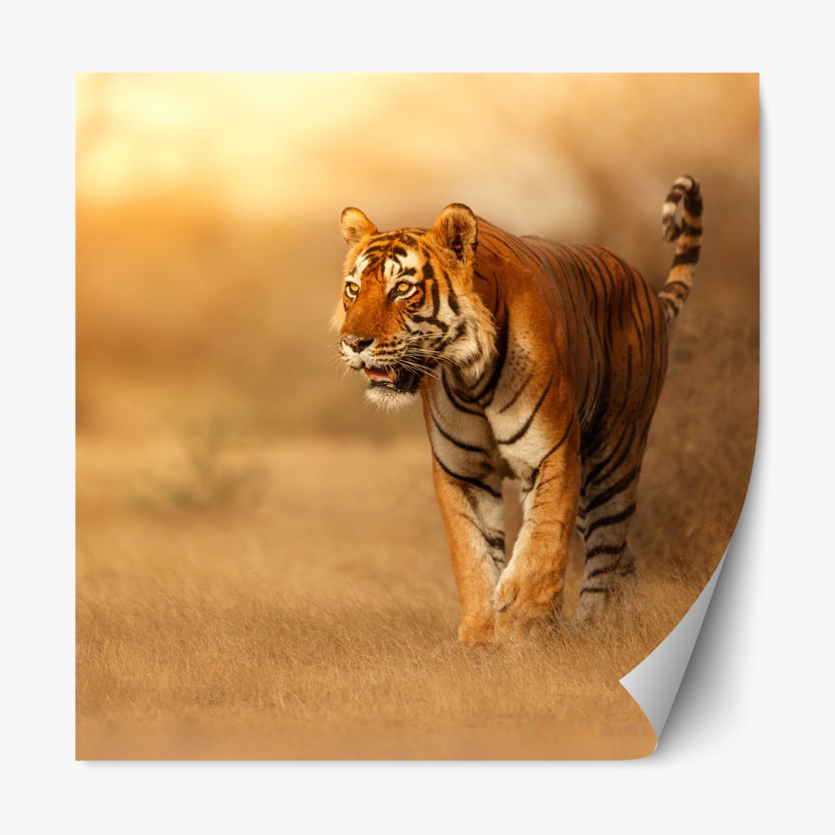 Repositionierbarer Aufkleber majestätischer tiger im goldenen licht – Wallnifity®