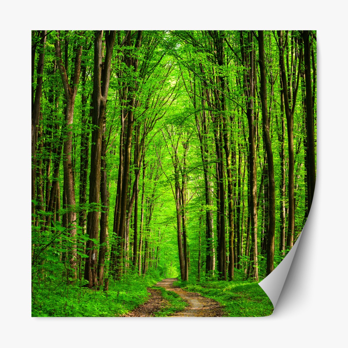 Repositionierbarer Aufkleber üppiger grüner waldweg – Wallnifity®