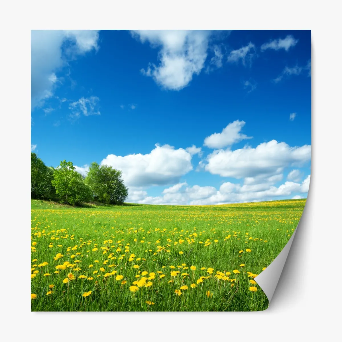 Repositionierbarer Aufkleber sonnige wiese mit löwenzahn und blauem himmel – Wallnifity®