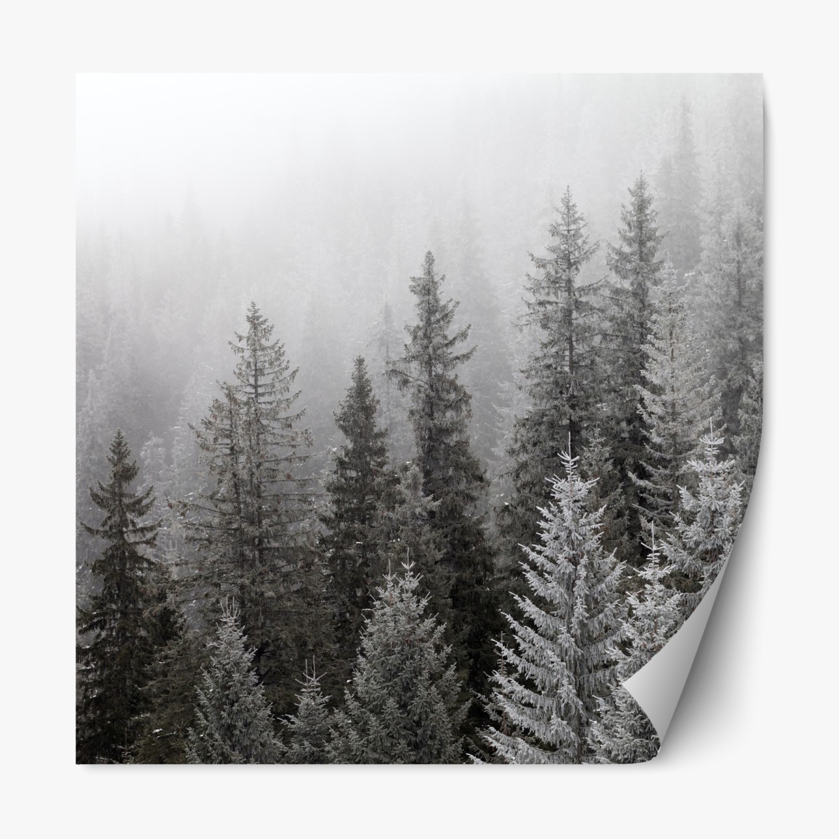 Repositionierbarer Aufkleber nebliger winterwald in den Karpaten – Wallnifity®