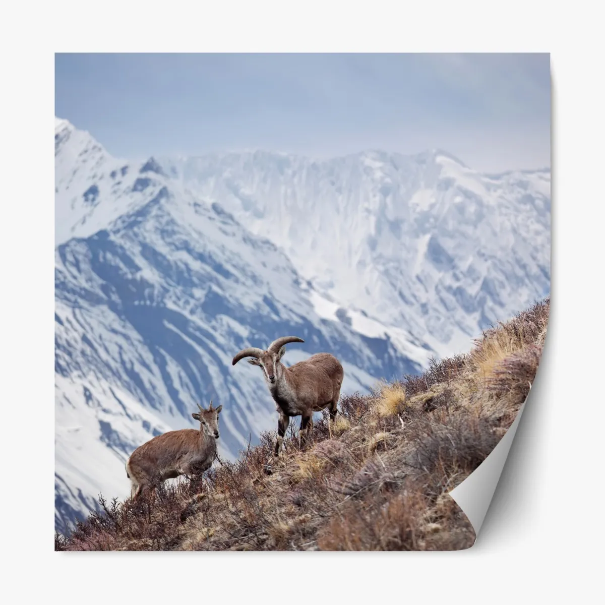 Repositionierbarer Aufkleber wilde blaue schafe an einem hang im Himalaya, Manang, Nepal – Wallnifity®
