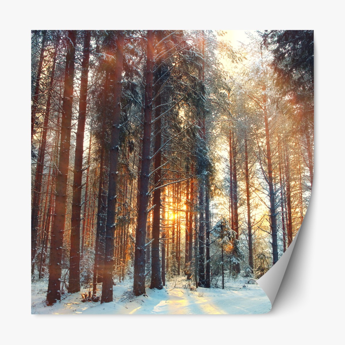 Repositionierbarer Aufkleber winterwald im morgendlichen licht – Wallnifity®