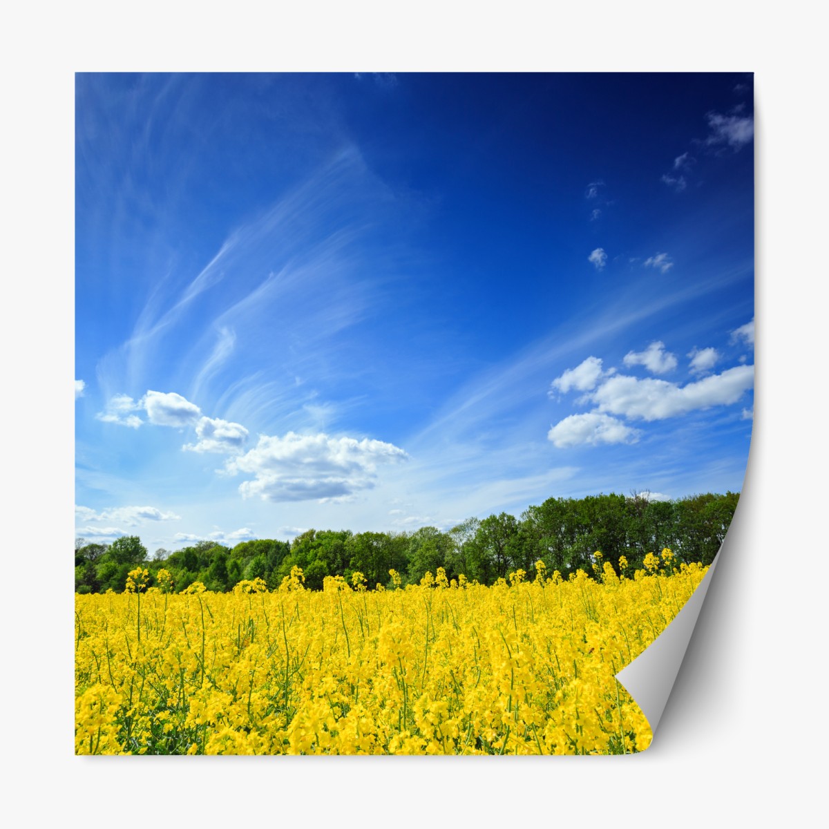 Repositionierbarer Aufkleber polnisches rapsfeld unter blauem himmel – Wallnifity®