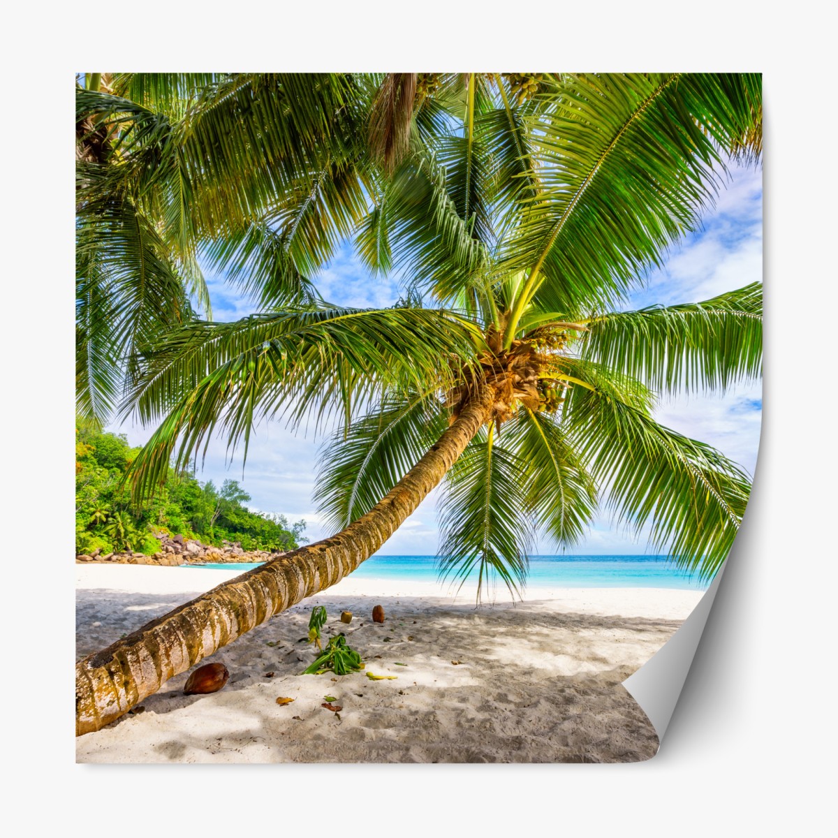 Repositionierbarer Aufkleber tropische palme am weißen sandstrand – Wallnifity®