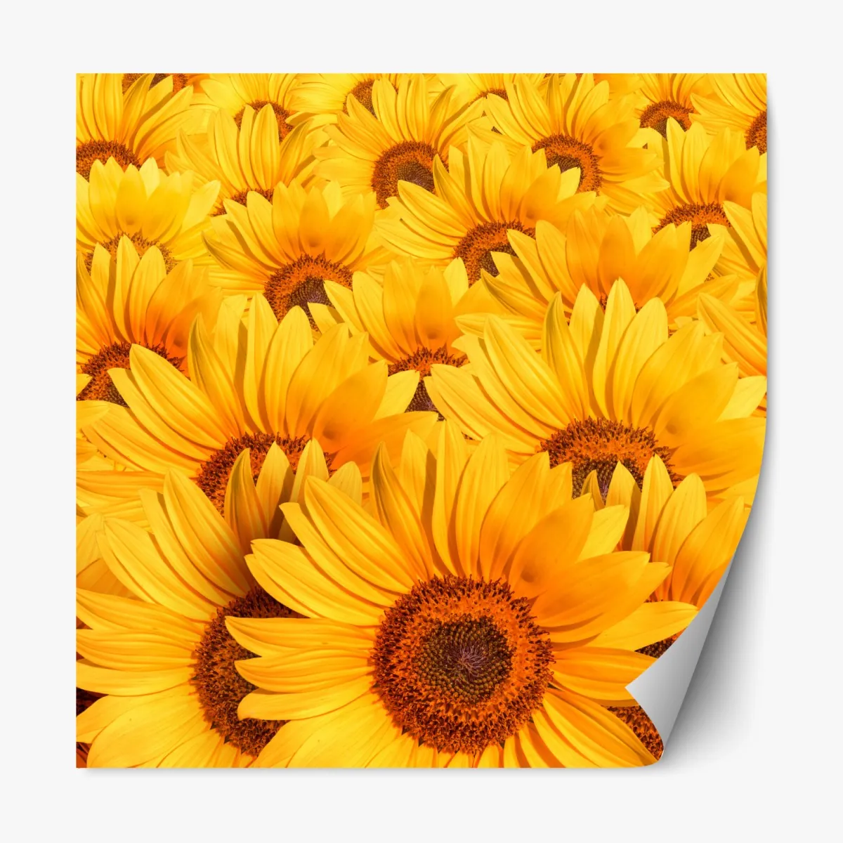 Repositionierbarer Aufkleber goldenes sonnenblumenfeld – Wallnifity®