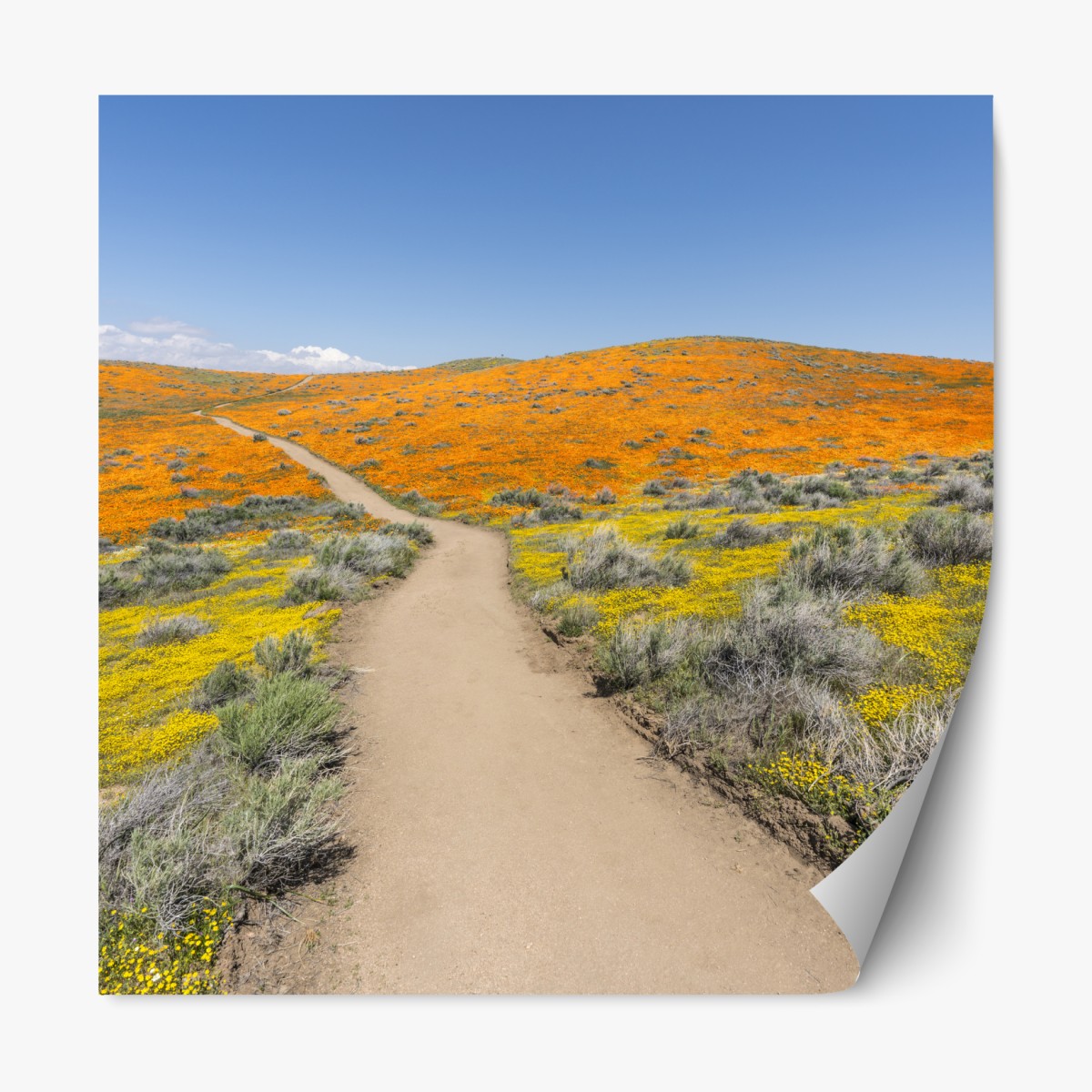 Repositionierbarer Aufkleber pfad durch den mohn-superbloom in Südkalifornien – Wallnifity®