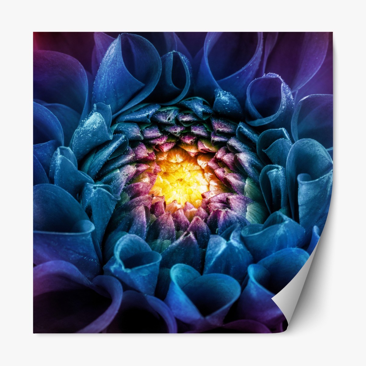 Repositionierbarer Aufkleber leuchtende blaue chrysantheme nahaufnahme – Wallnifity®