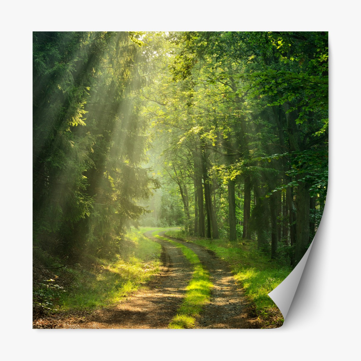 Repositionierbarer Aufkleber sonnenbeschienener waldpfad – Wallnifity®