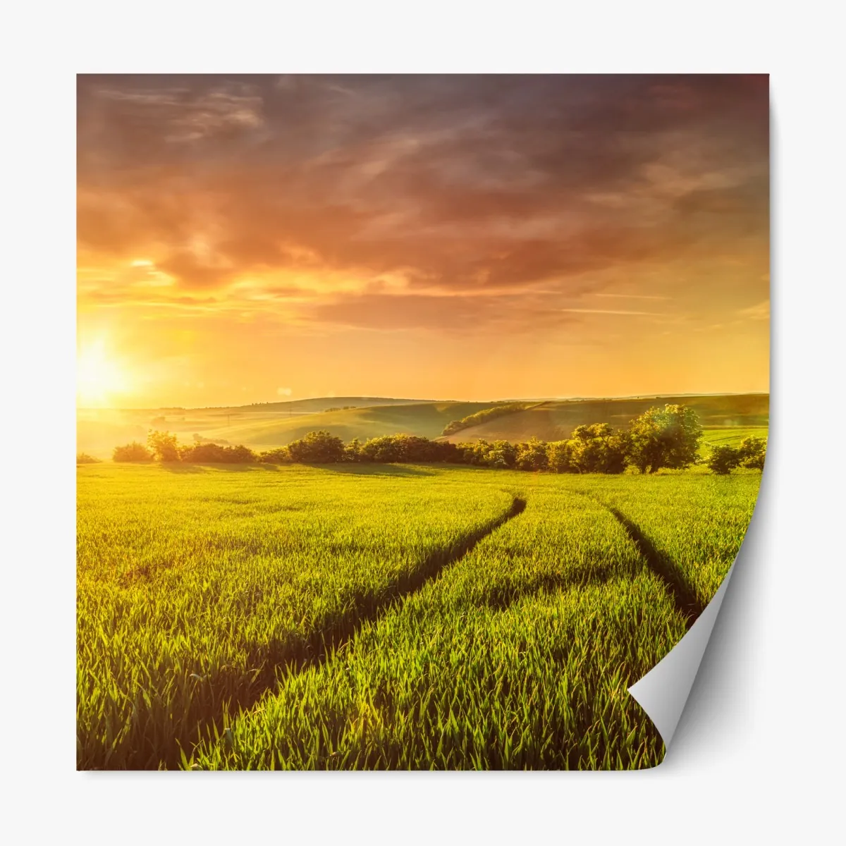 Repositionierbarer Aufkleber sonnenbeschienene wiese im abendlicht – Wallnifity®
