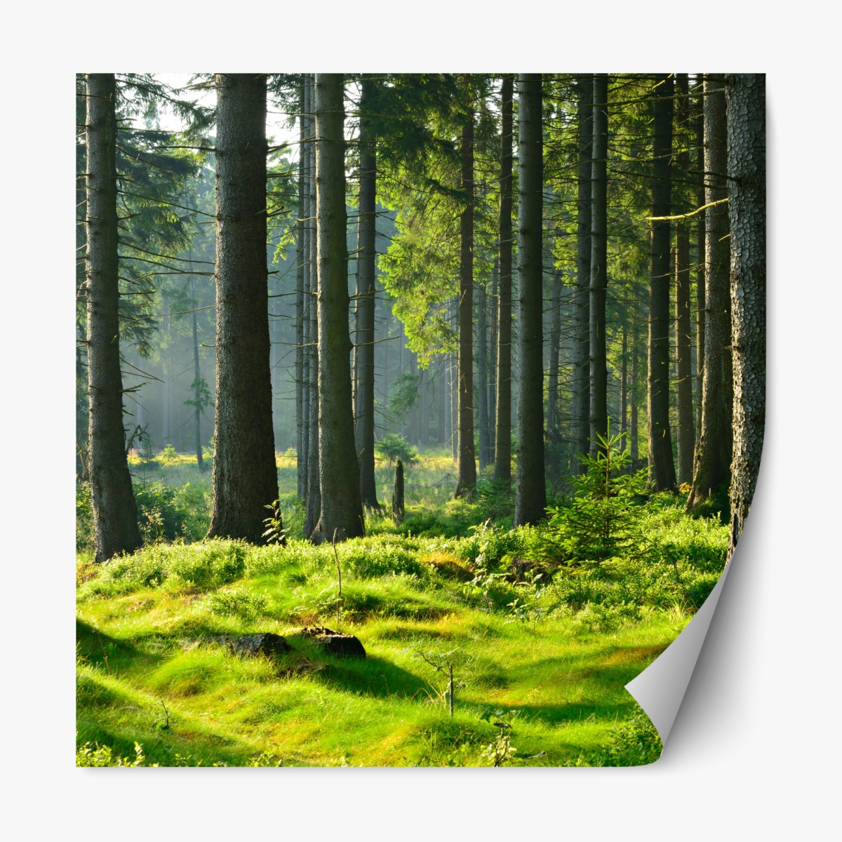 Repositionierbarer Aufkleber sonnige grüne lichtung im wald – Wallnifity®