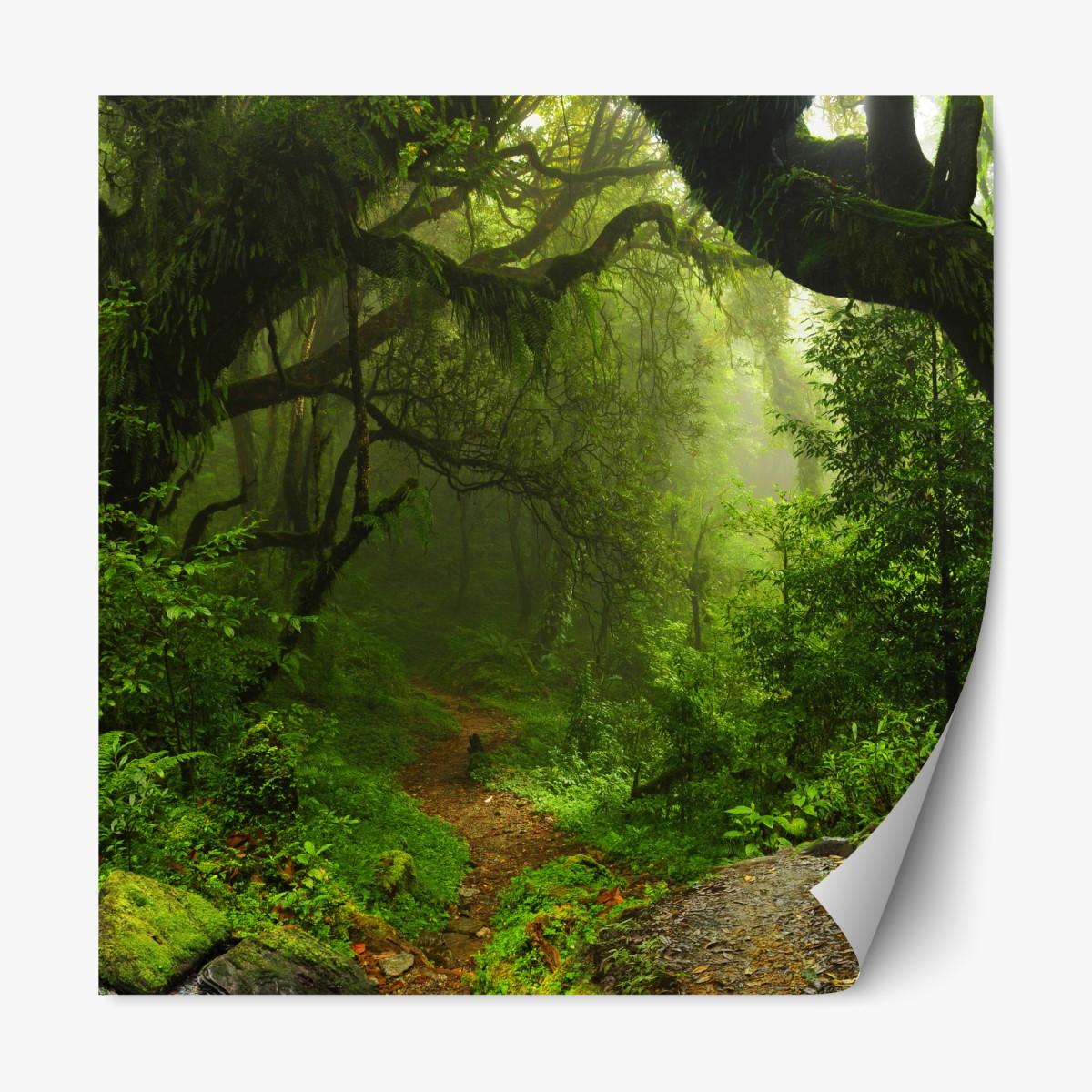 Repositionierbarer Aufkleber verwunschener moosiger waldpfad – Wallnifity®