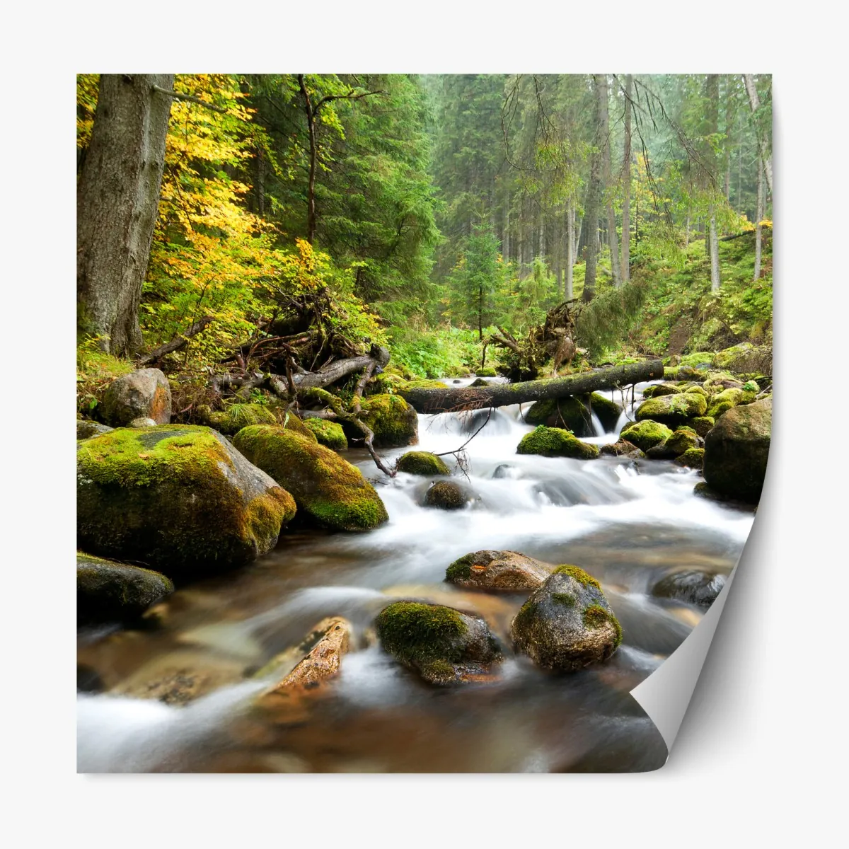 Repositionierbarer Aufkleber moosbedeckter waldbach im herbst – Wallnifity®