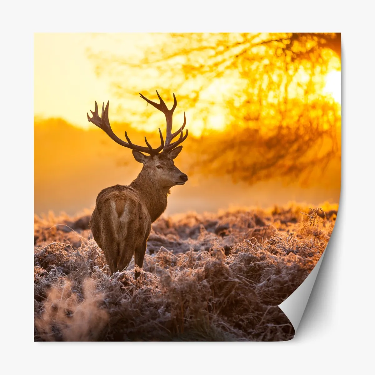 Repositionierbarer Aufkleber goldener hirsch im sonnenaufgang – Wallnifity®