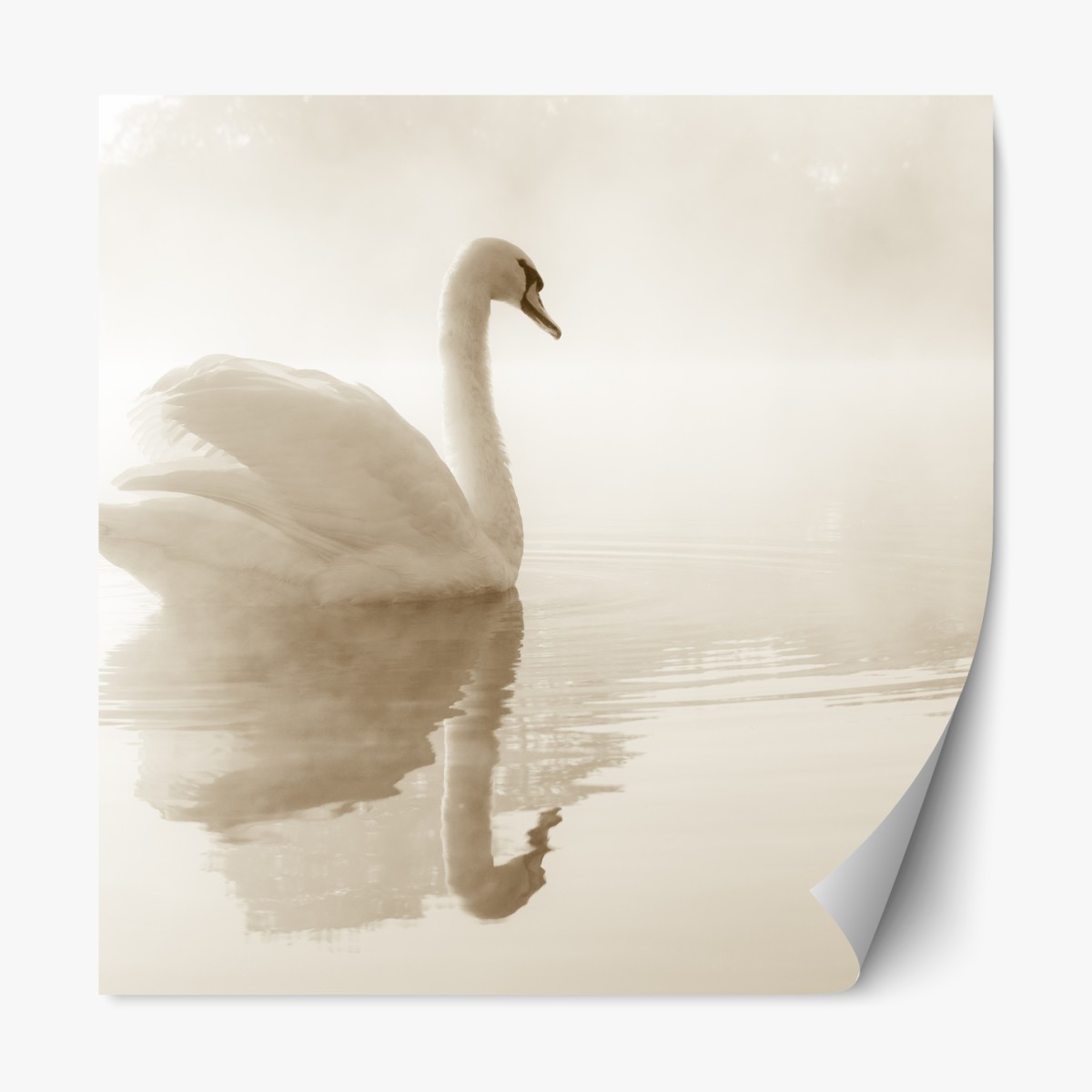 Repositionierbarer Aufkleber eleganter schwan im nebel – Wallnifity®