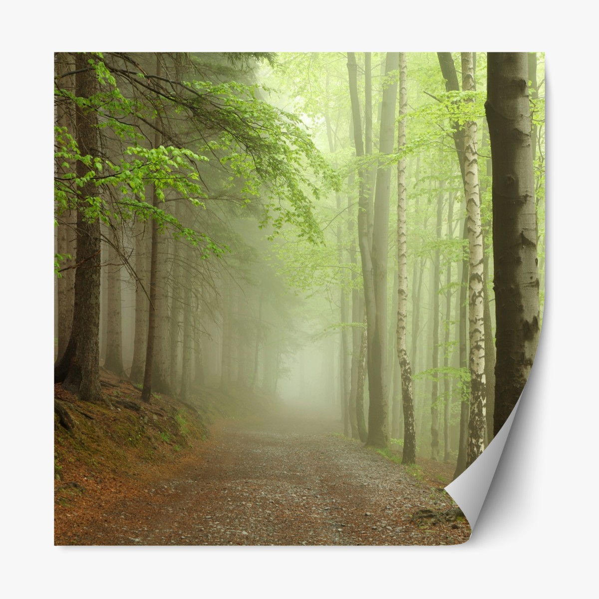 Repositionierbarer Aufkleber nebliger waldpfad – Wallnifity®