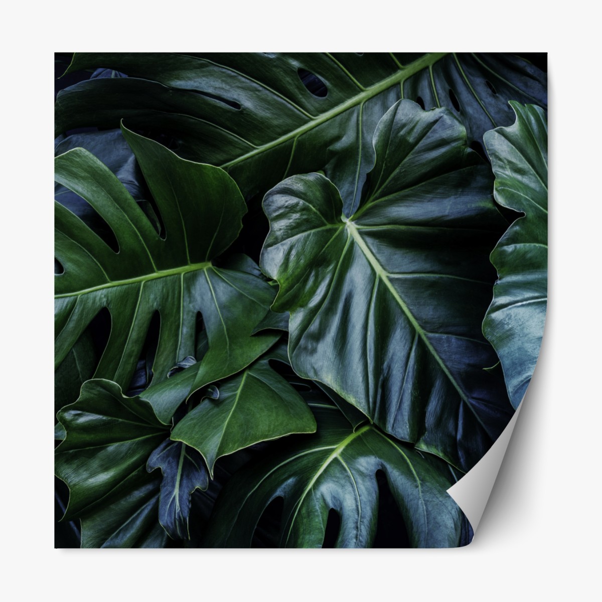 Repositionierbarer Aufkleber üppige tropische monstera-blätter – Wallnifity®