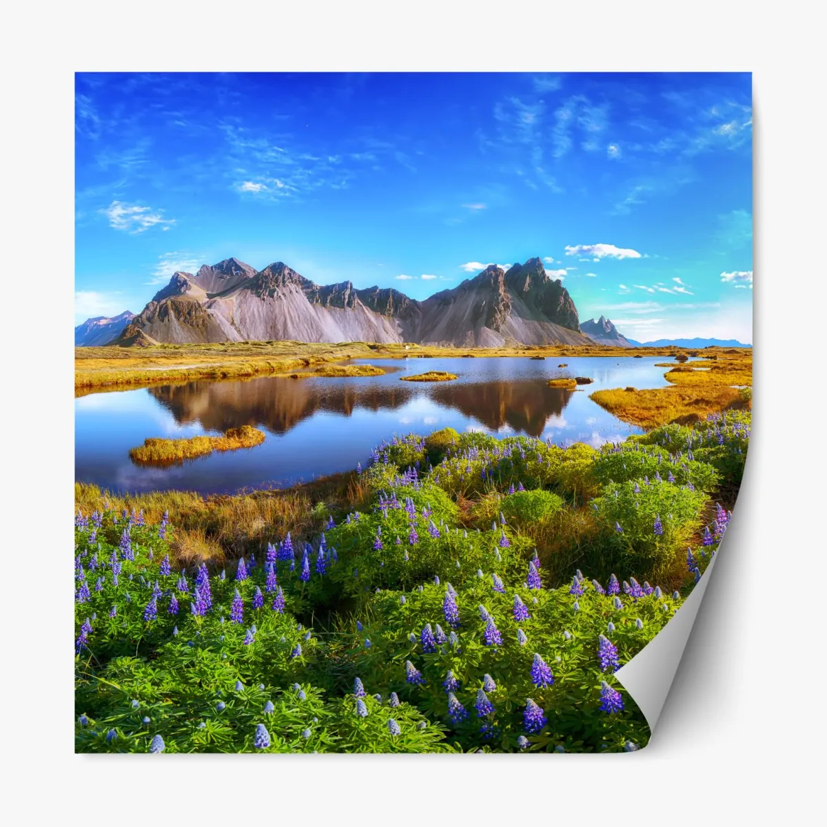 Repositionierbarer Aufkleber lupinenwiese am Vestrahorn, Island – Wallnifity®