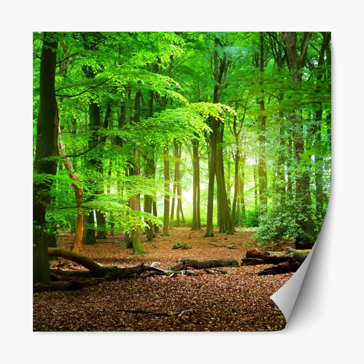 Repositionierbarer Aufkleber sonnendurchfluteter grüner wald – Wallnifity®