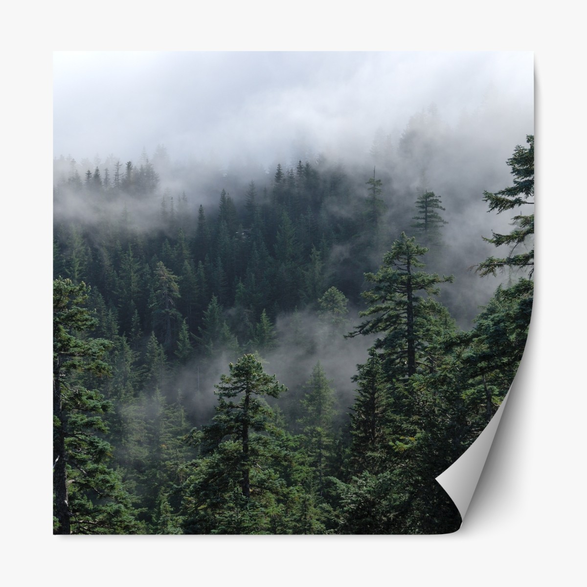 Repositionierbarer Aufkleber nebliger wald vom Larch Mount, Oregon – Wallnifity®