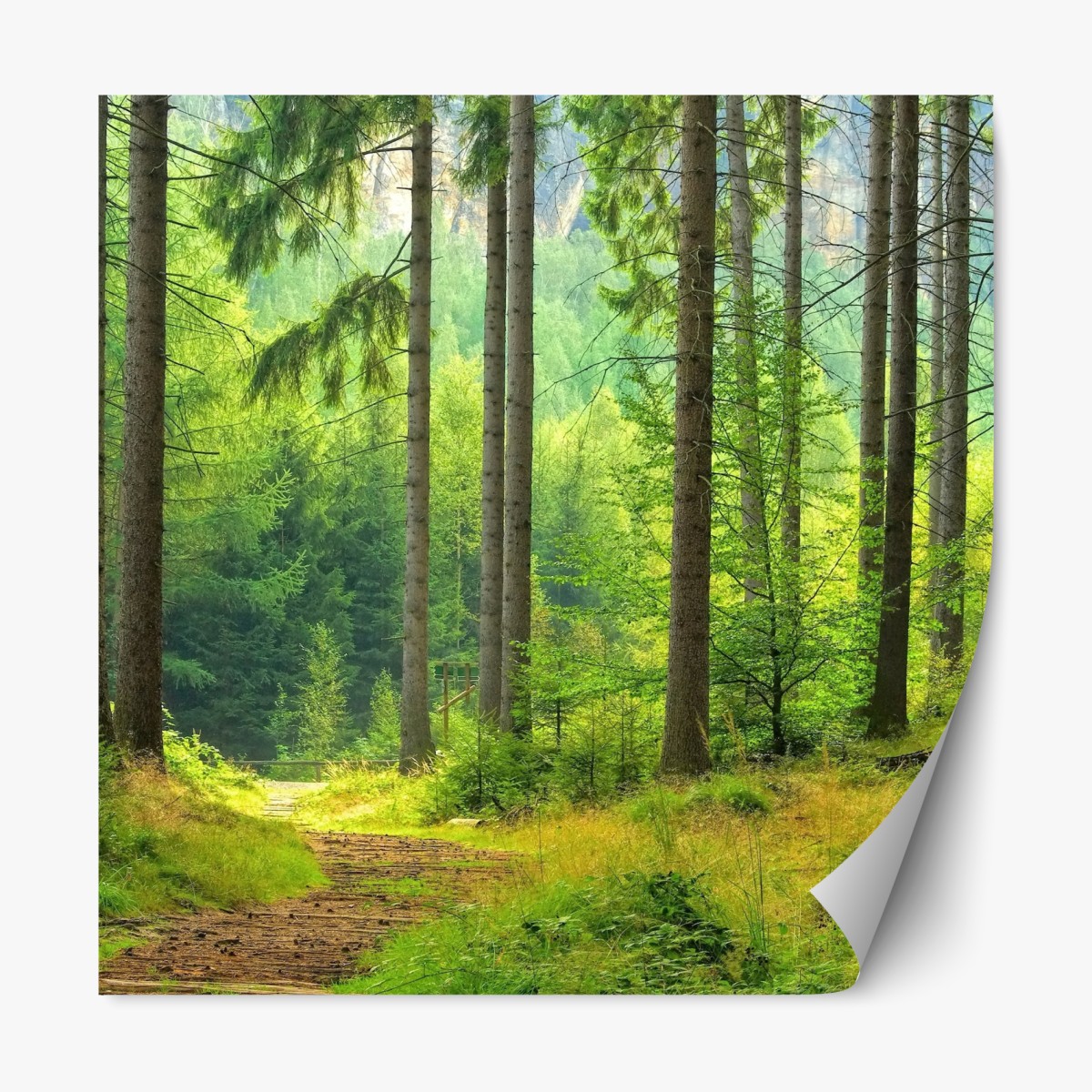 Repositionierbarer Aufkleber sonniger waldweg – Wallnifity®