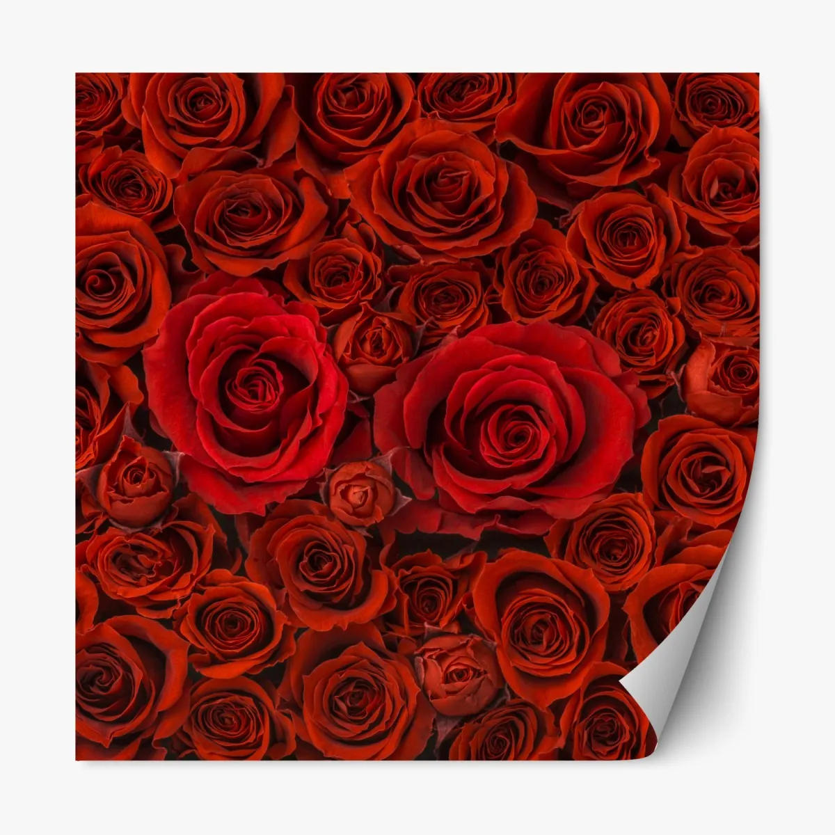 Repositionierbarer Aufkleber prunkvolle collage roter rosen – Wallnifity®