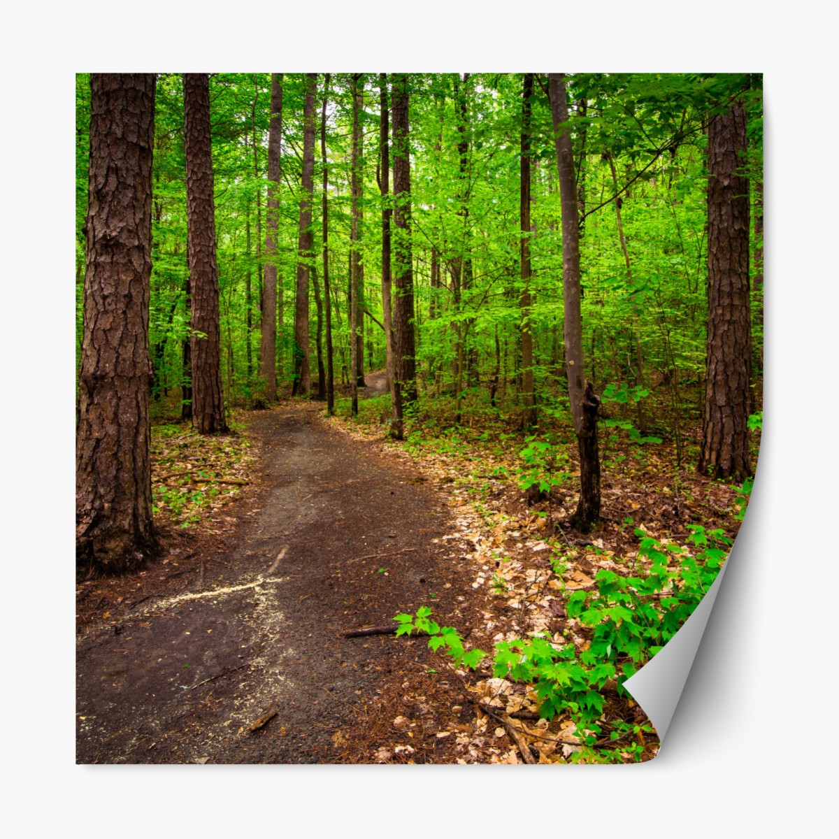 Repositionierbarer Aufkleber ruhiger grüner waldpfad – Wallnifity®