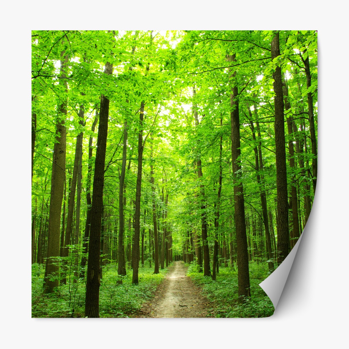 Repositionierbarer Aufkleber ruhiger waldpfad – Wallnifity®