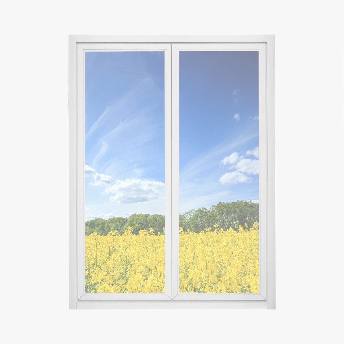 Fensteraufkleber polnisches rapsfeld unter blauem himmel – Wallnifity®