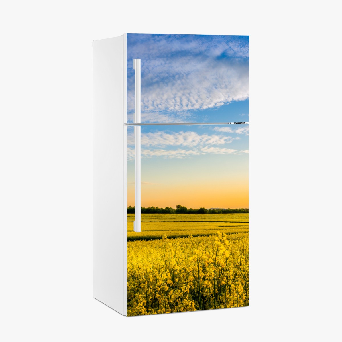 Kühlschrankaufkleber sonnenbeschienenes rapsfeld im abendlicht – Wallnifity®