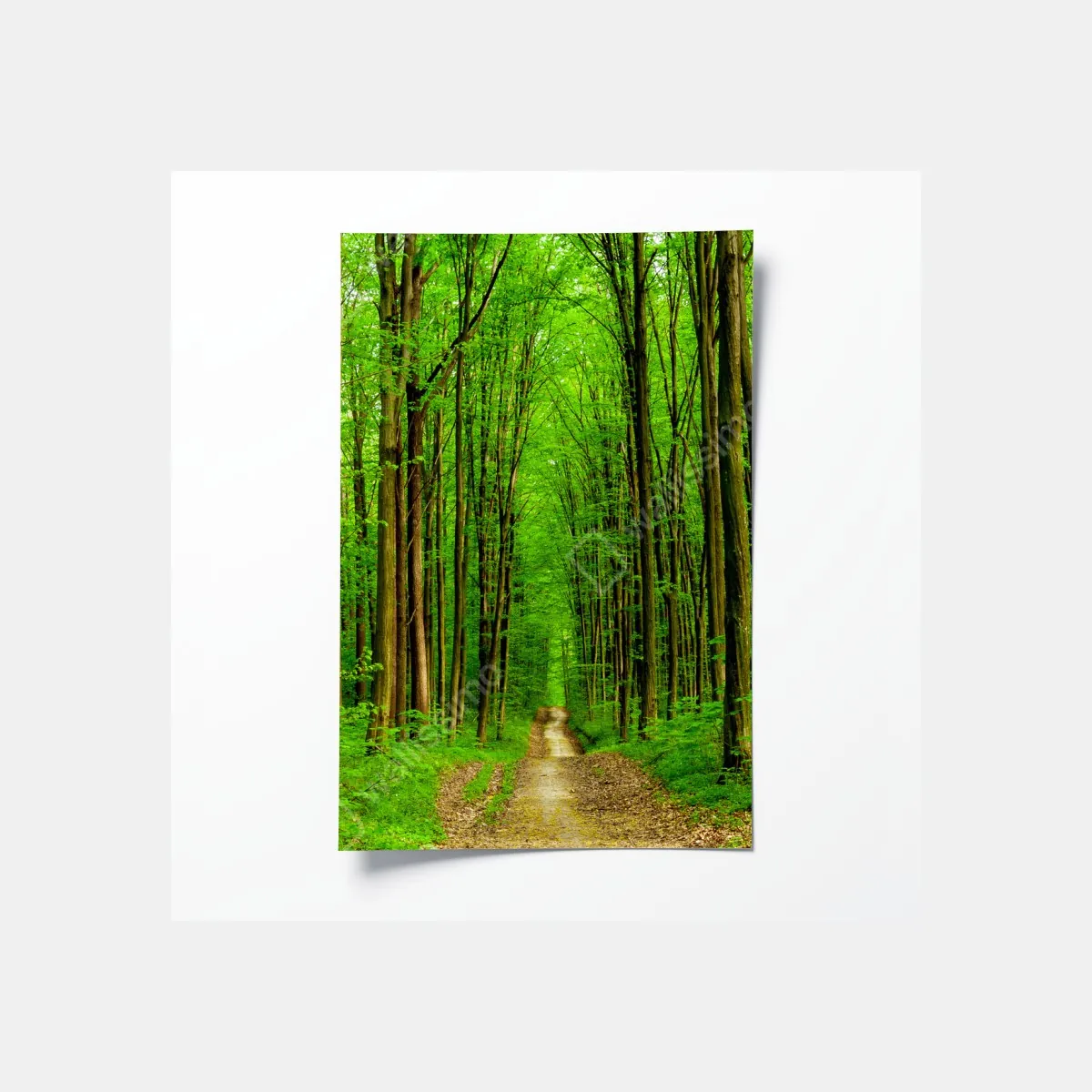 Poster grüner waldweg im frühling – Wallnifity®