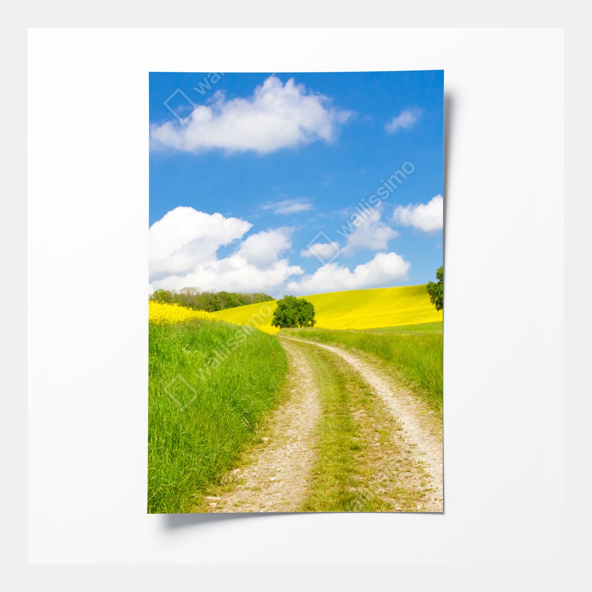 Poster sonniger landeweg durch gelbe felder – Wallnifity®