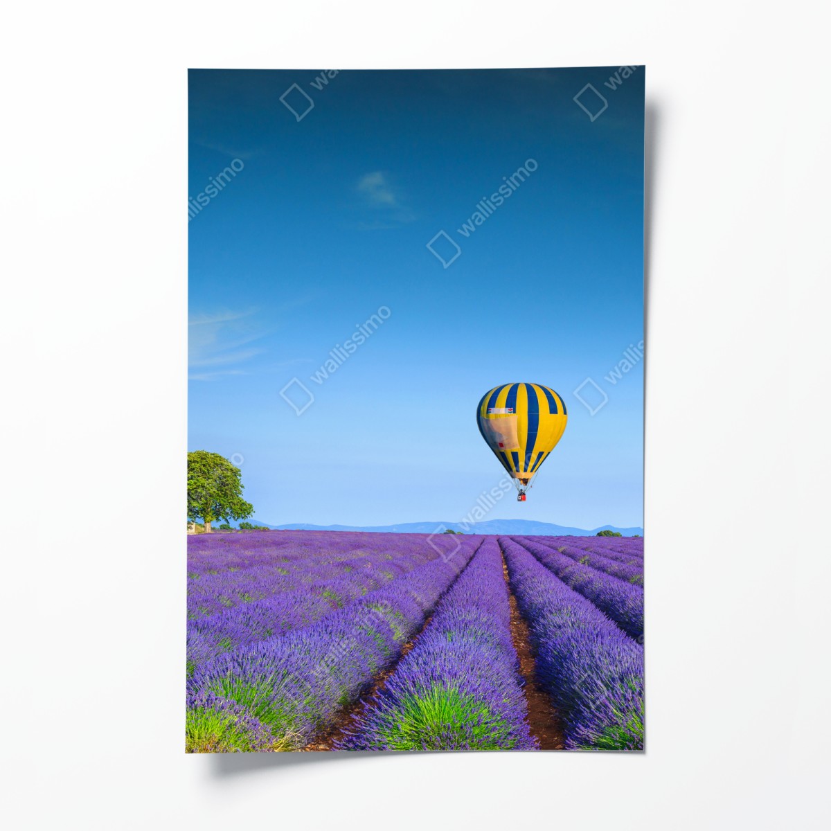 Poster lavendelfelder bei Valensole mit luftballons – Wallnifity®