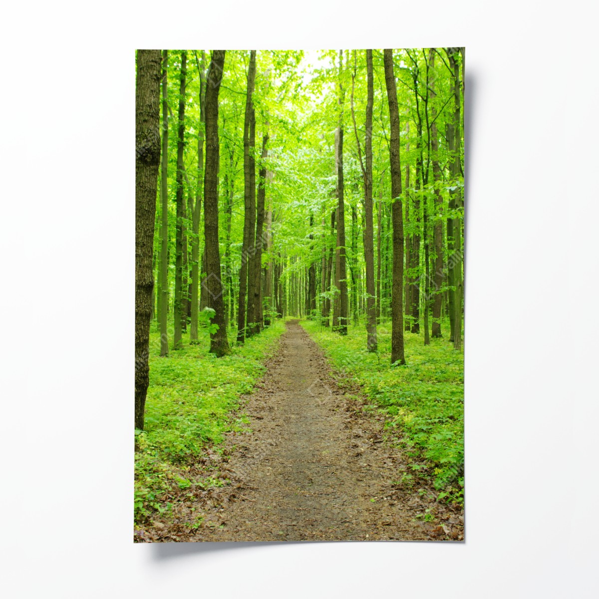 Poster ruhiger grüner waldweg – Wallnifity®