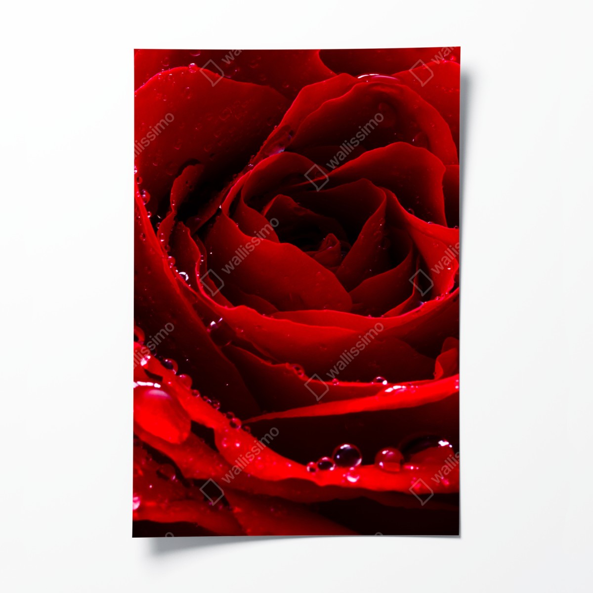 Poster leuchtend rote rose nahaufnahme – Wallnifity®