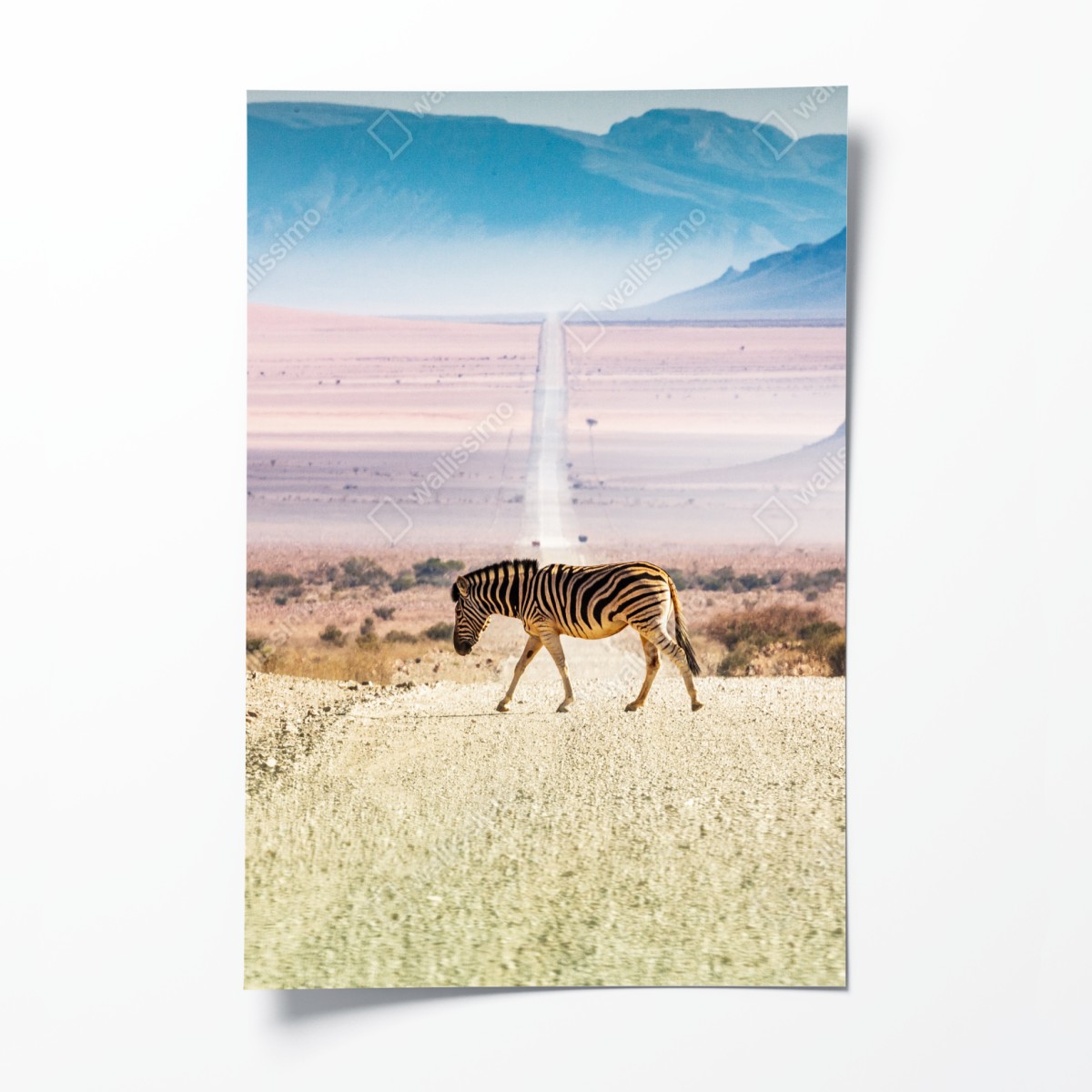 Poster zebra auf der wüstenstraße – Wallnifity®