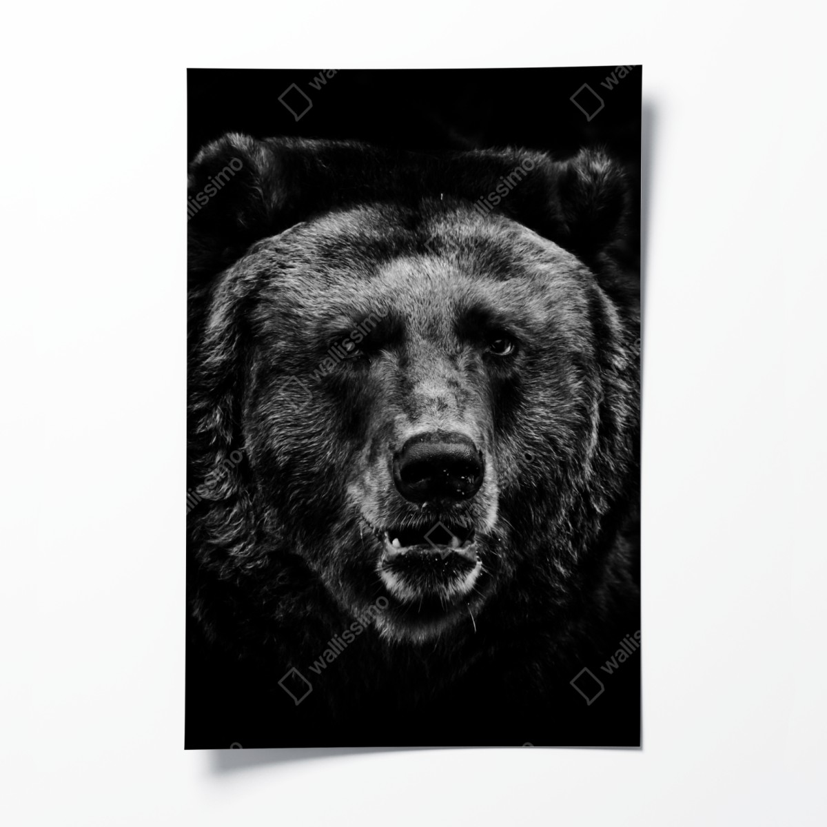 Poster düsteres grizzly-porträt in monochrom – Wallnifity®