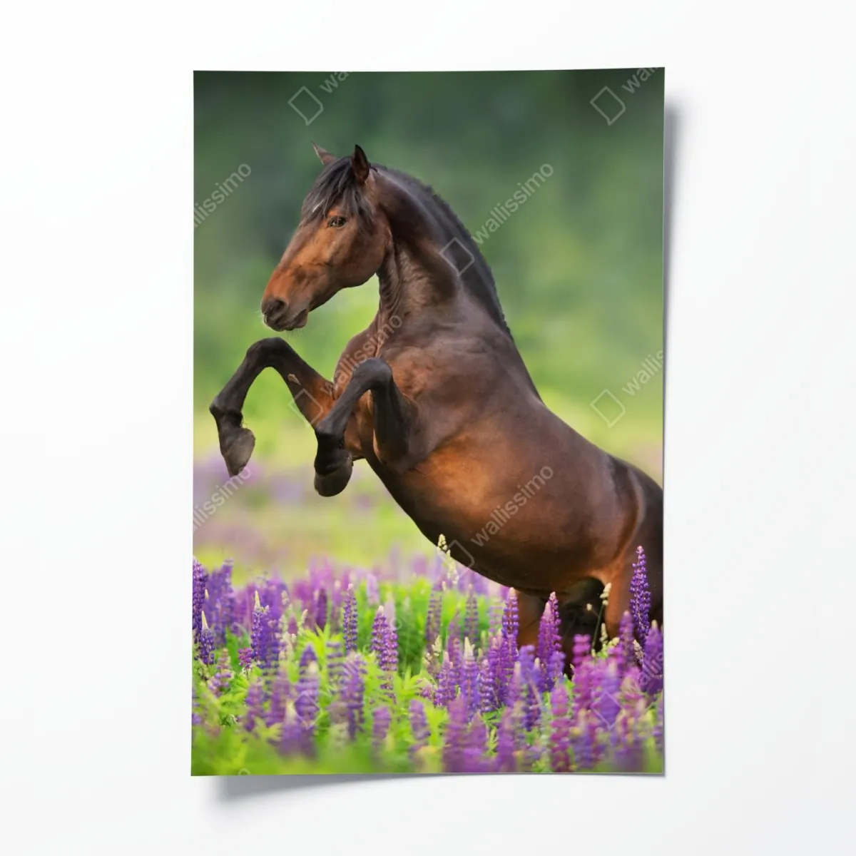 Poster brauner hengst bäumt sich in lupinenwiese auf – Wallnifity®