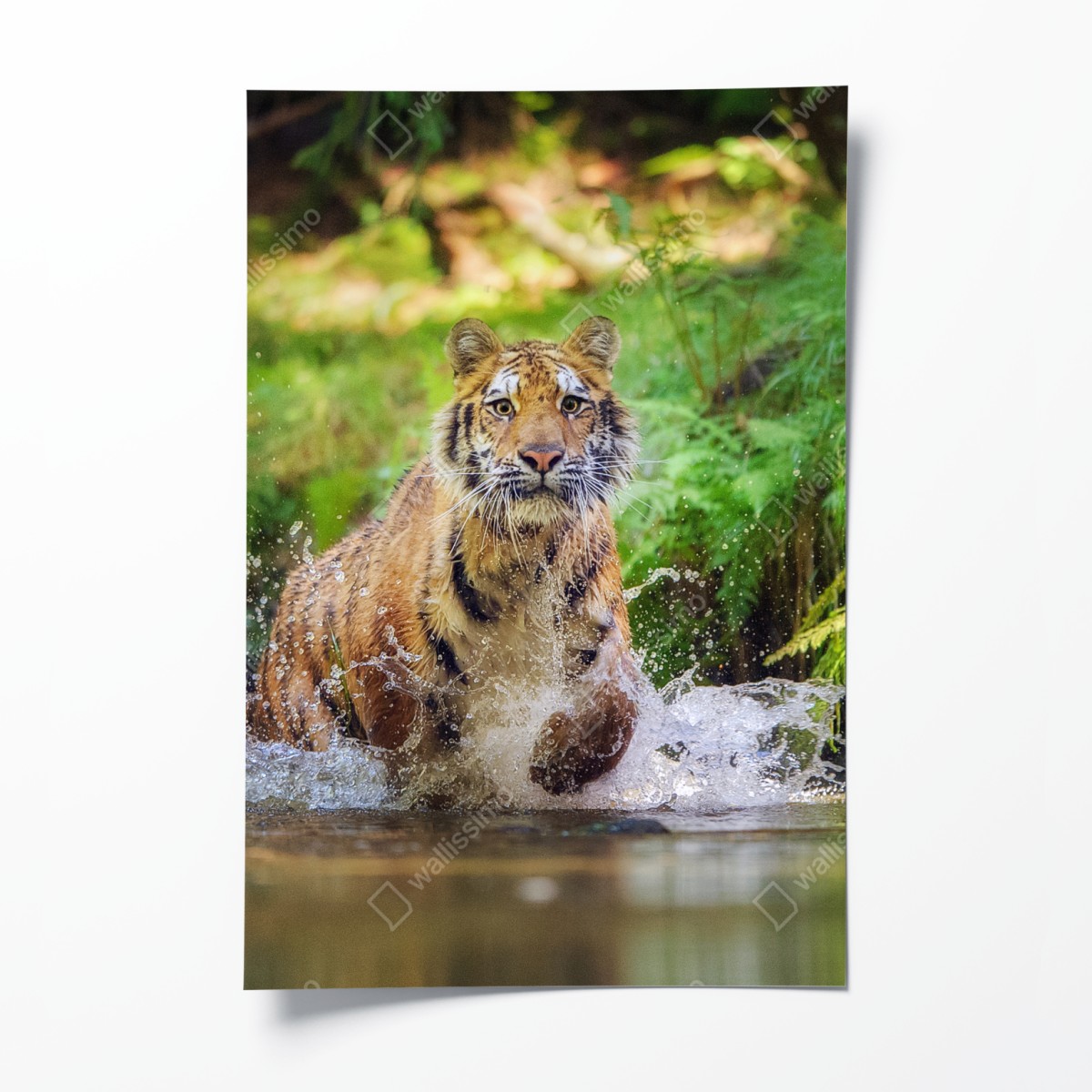 Poster majestätischer tiger im waldbach – Wallnifity®