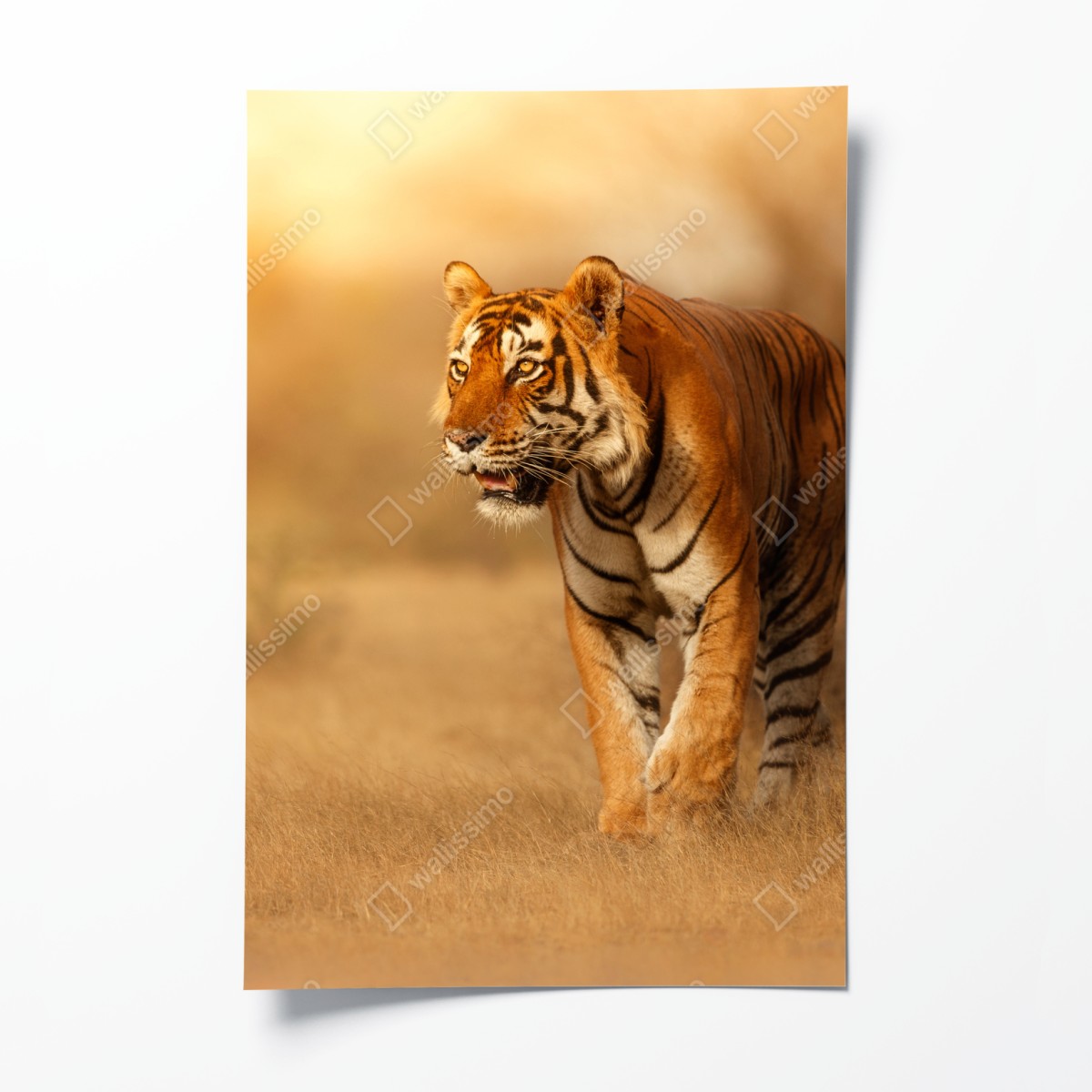 Poster majestätischer tiger im goldenen licht – Wallnifity®