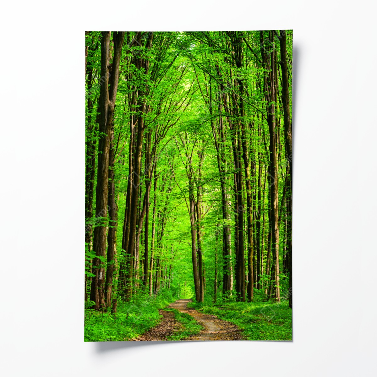 Poster üppiger grüner waldweg – Wallnifity®