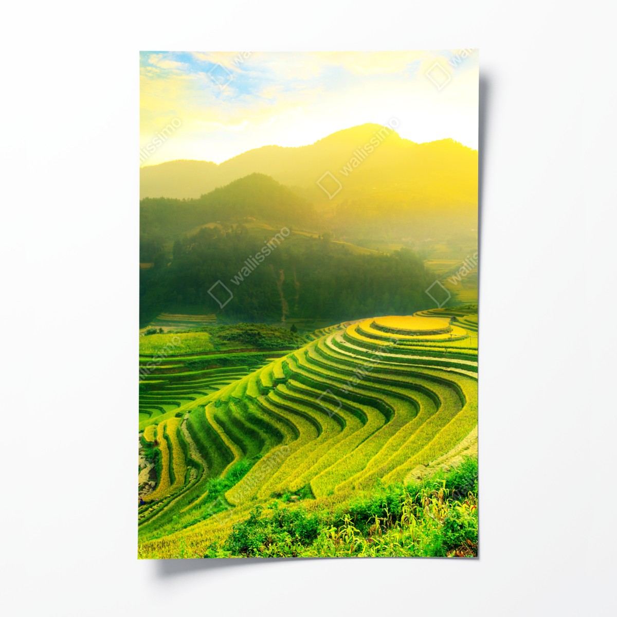 Poster goldene reisterrassen im morgenlicht – Wallnifity®