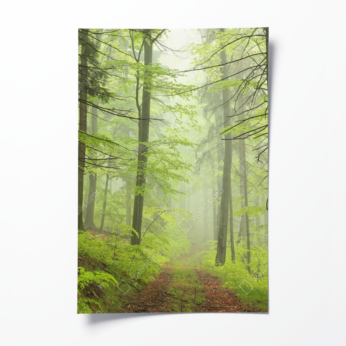 Poster nebliger grüner waldpfad – Wallnifity®