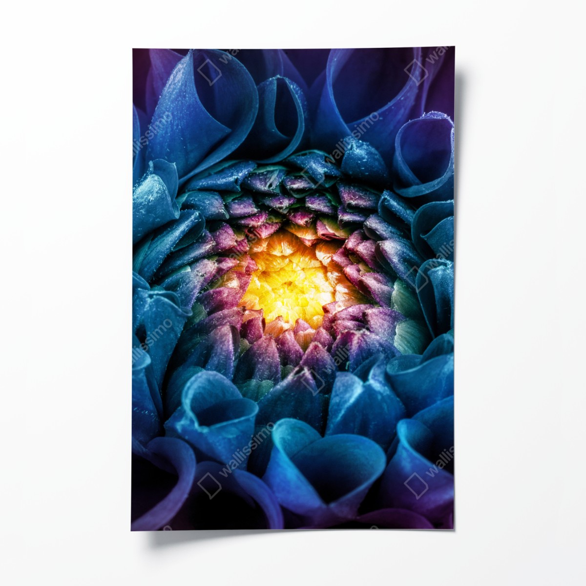 Poster leuchtende blaue chrysantheme nahaufnahme – Wallnifity®